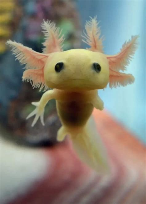 Axolotl: A Unique Aquatic Creature (facts, Pics and More)