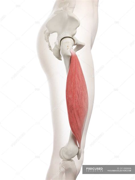 Vastus Intermedius Muscle
