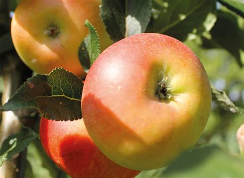 apples stewarding heritage varieties fruit vine