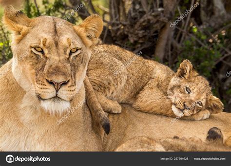 African Lion Cubs With Mother