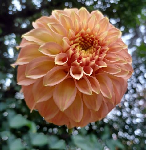 how to plant dahlias tubers