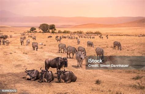 landscape  ngorongoro crater herd  zebra  wildebeests grazing