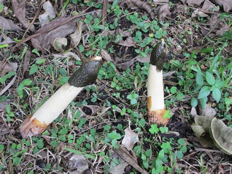Is that a penis growing in my backyard?