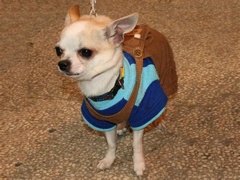 teacup chihuahua consideration required  adoption ownership