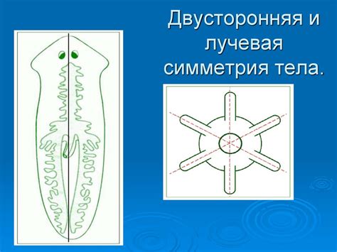 Тип Плоские черви - презентация онлайн