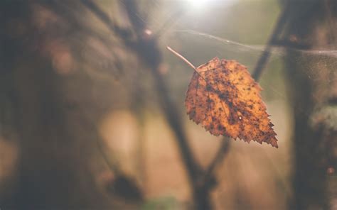 Brown leaf, leaves HD wallpaper | Wallpaper Flare