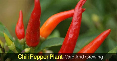 How To Grow The Chile Peppers Plant