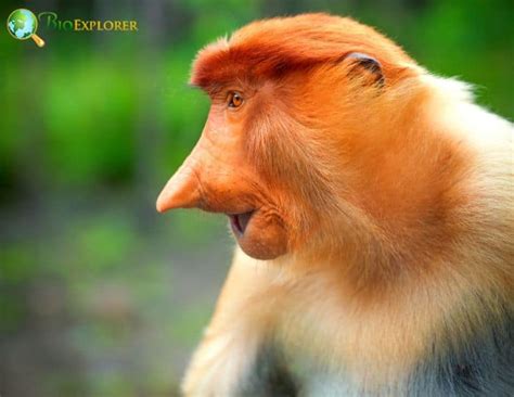 Proboscis Monkey Characteristics | Nasalis Larvatus Diet & Facts