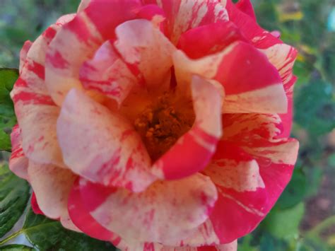 Farmer's Secret Fruit & Bloom Booster; Super Concentrated Fertilizer