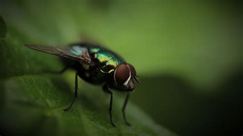 Fly Insect Wallpapers - Wallpaper Cave