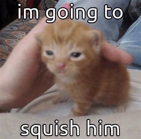 Top Populer Apocalypse Cat Meme Cursed: You'Ve Been Warned