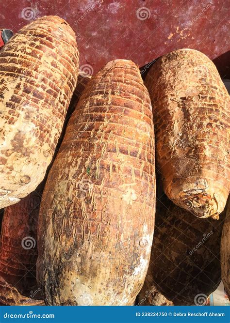 Malanga In English