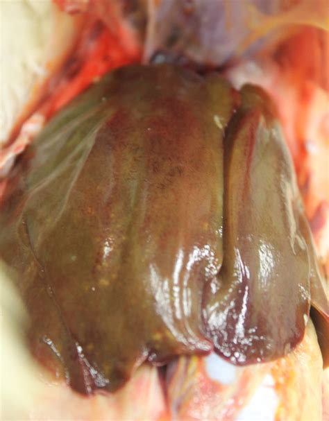 Image:Septicemia, green liver, chicken-MSD Veterinary Manual