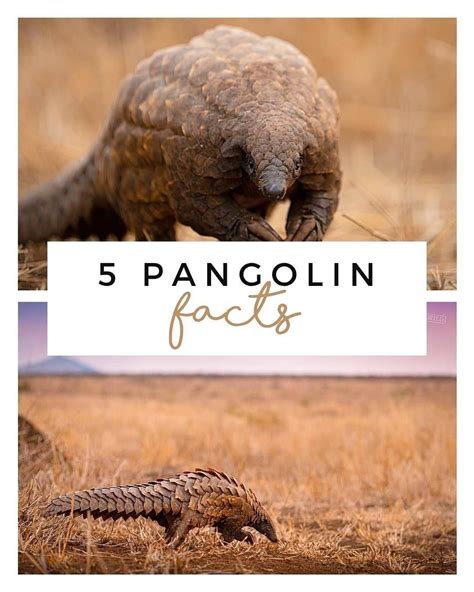 Scaly Anteater 7 Little Words - Printable Calendars AT A GLANCE