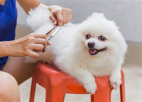 How to groom your dog at home