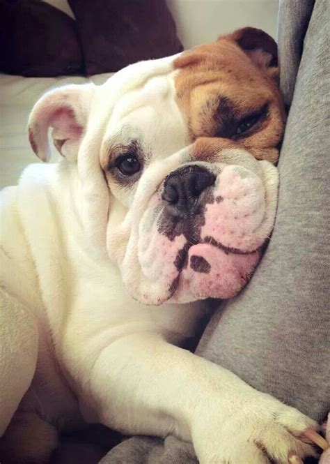 images  english bulldogs  pinterest mini english bulldogs bulldog puppies