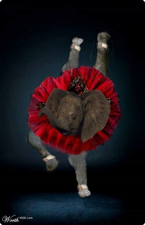Dancing animals! (36 pics) - Izismile.com