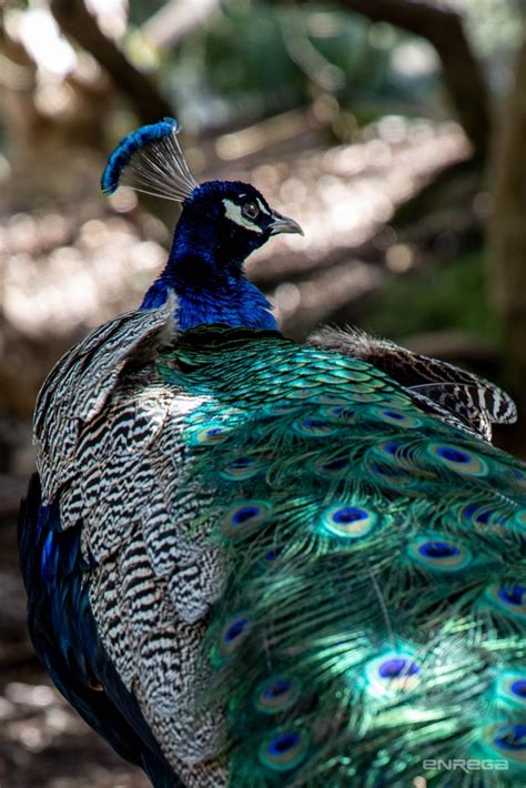 Peacock up close at Cataract Gorge | Enrega Stock Photos