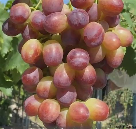 Столовые сорта : Виноград МАРСЕЛО привитый на подвой Кобер 5ББ