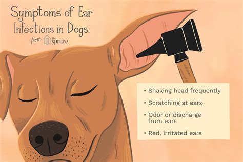 how to stop ear infections in dogs