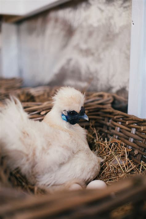 what color eggs do silkie chickens lay 10