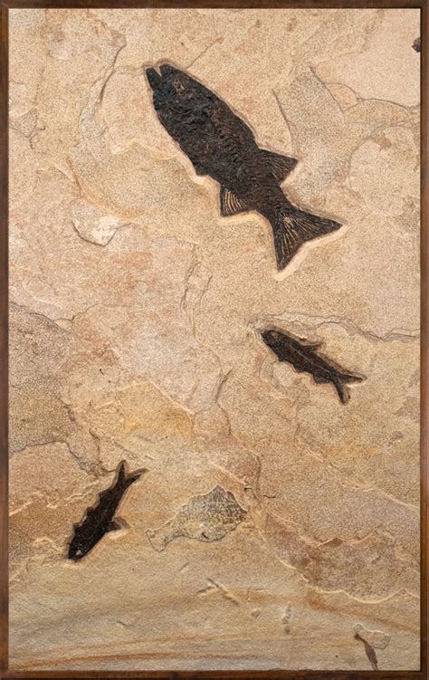 Fossil Fish Mural 1484mm (SOLD) - A vertical mural with three fossil ...