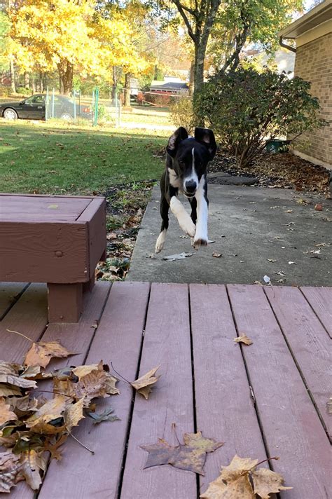 Got a pic of my dog mid air zoom. Slammed right into my head after this