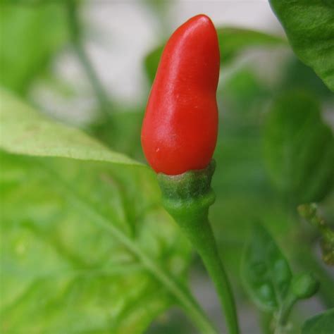 Growing Red Chili Peppers