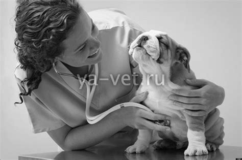 Заболевания печени у собак: симптомы и лечение