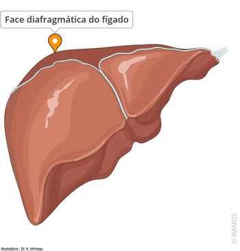 Face Diafragmática Do Fígado - Face diafragmática do fígado - e-Anatomy - IMAIOS