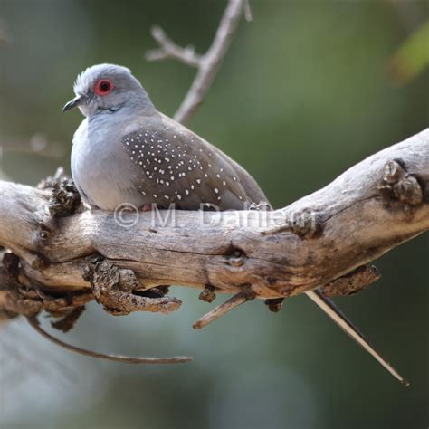 Diamond Dove (Geopelia cuneata)