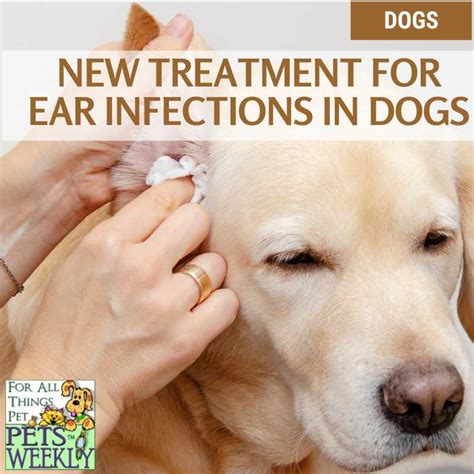 New Treatment for Ear Infections in Dogs - PetsWeekly.com
