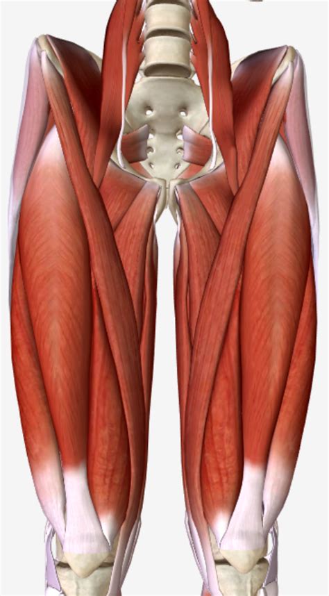 Anterior View of Thigh Muscles Diagram | Quizlet