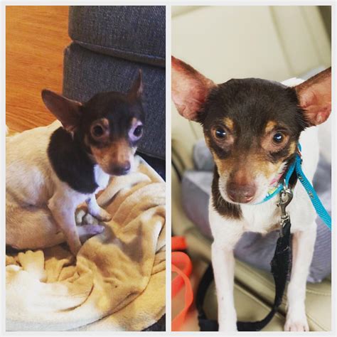 The day I found her on the street vs the day she came home from the vet ...