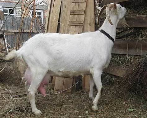 russian white goat alchetron   social encyclopedia