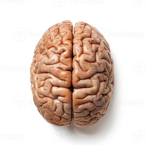 Real human brain isolated on white background showing hemispheres