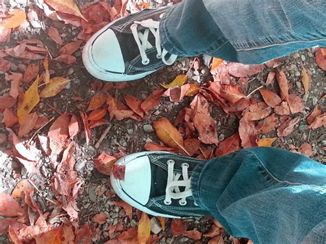 images nature leaf fall november comics autumn leaves