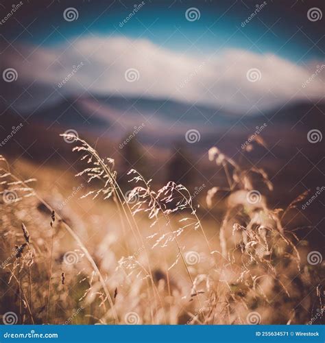 Close-up Shot of Dry Grass in a Blur Stock Image - Image of mountains