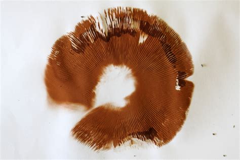 Spore print