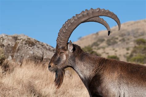 alpine ibex swiss  ban foreign trophy hunters  killing alpine