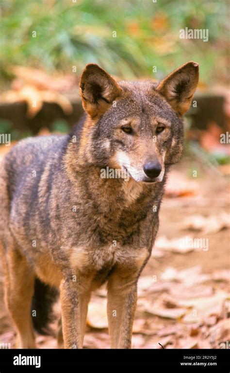 red wolf red wolves wolf wolves dog  predators mammals