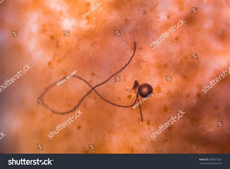bacteria  microscope stock photo  shutterstock