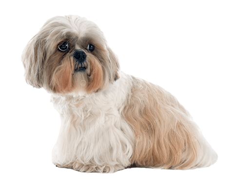 how to pronounce shih tzu 3