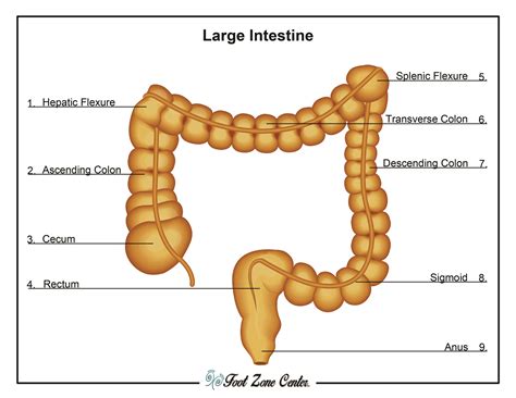 Colon | Foot Zone Center