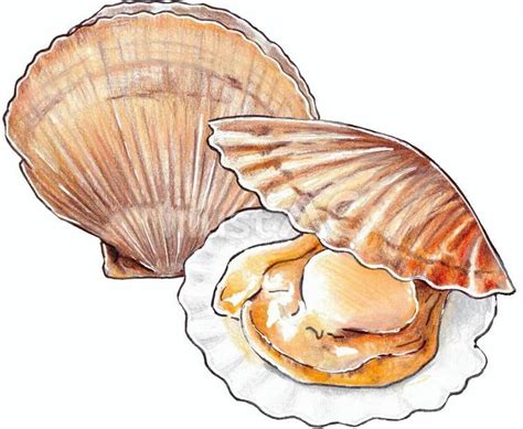 ホタテイラスト - No: 23832674｜無料イラスト・フリー素材なら「イラストAC」