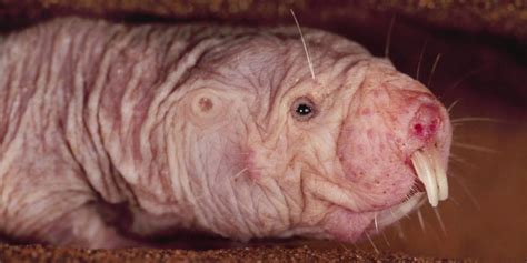 Ugly Animals: 15 Of The Ugliest Species, With Pics ☣️