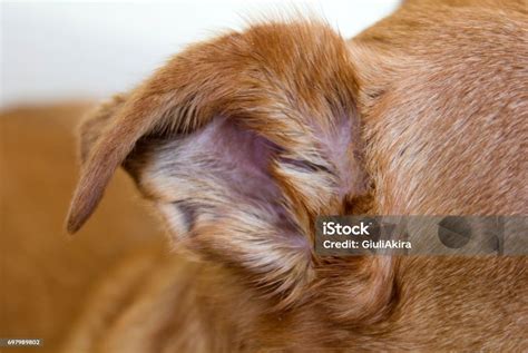 bagian tubuh hewan foto stok  gambar  anggota tubuh