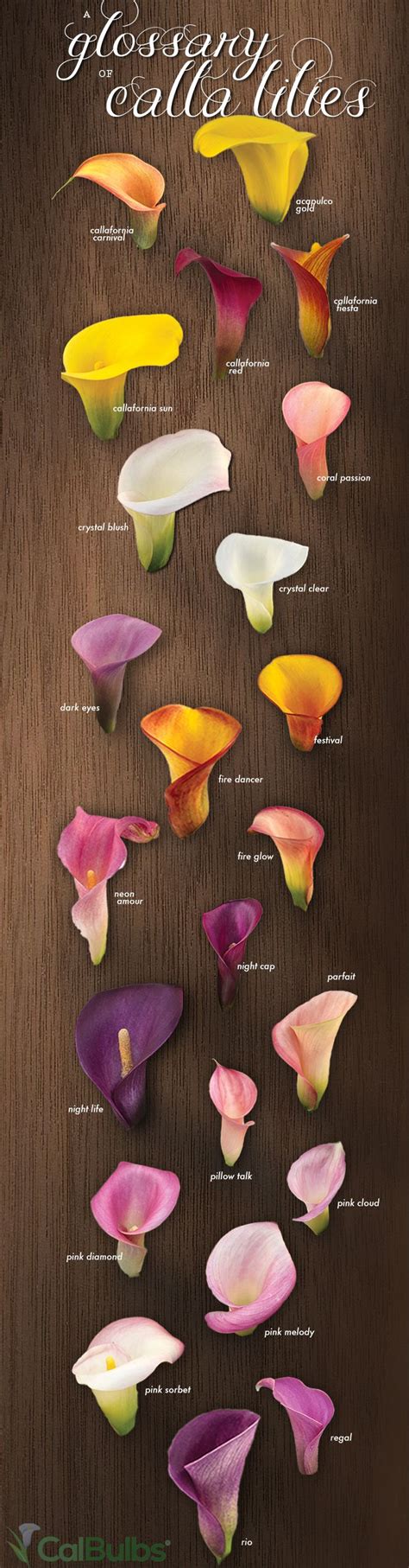 A Glossary of Calla Lilies - Calla Lily Colors Infograph