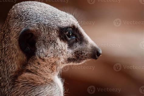 close    meerkat  fur details  vigilant eyes speak volumes