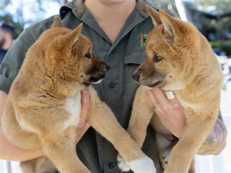 apex predator horror  pet dingo plan yahoo news australia